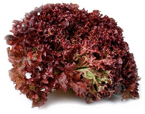 Салат лолло росо красный весовой - фото 1