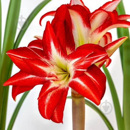 Луковица Гиппеаструм Splash 1 шт. Яскрава - фото 1 Луковица Гиппеаструм Splash 1 шт. Яскрава - фото 1