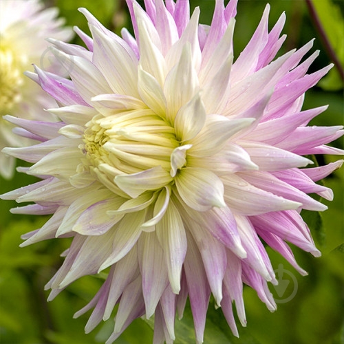 Корнеклубень Георгина Киев 1 шт. Яскрава - фото 1