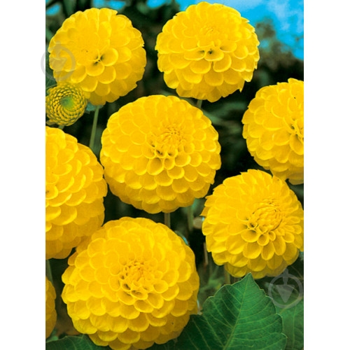 Корнеклубень Георгина Помпонная Deepest Yellow 1 шт. Яскрава - фото 1