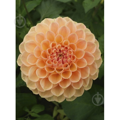 Корнеклубень Георгина Помпонная Sylvia 1 шт. Яскрава - фото 1 Корнеклубень Георгина Помпонная Sylvia 1 шт. Яскрава - фото 1