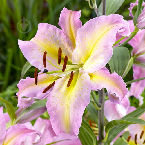 Луковица Лилия Hocus Pocus 1 шт. Яскрава - фото 1