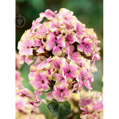 Корневище Флокс Sherbet Blend 1 шт. Яскрава - фото 1