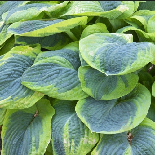 Растение Яскрава хоста Хоста Frances Williams 1 шт. - фото 1