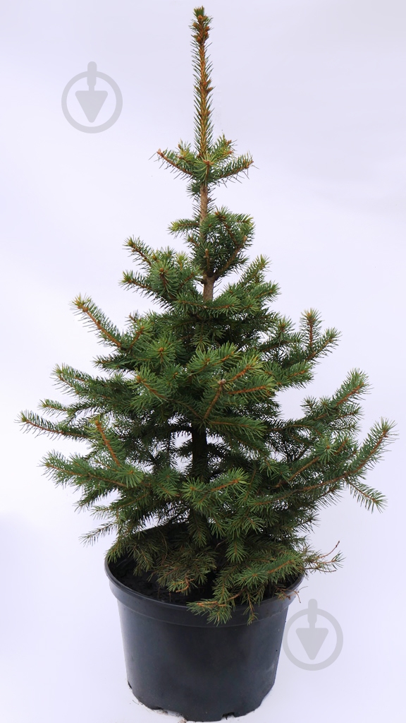 Ель обыкновенная 0,9-1,1 м C20 - фото 1