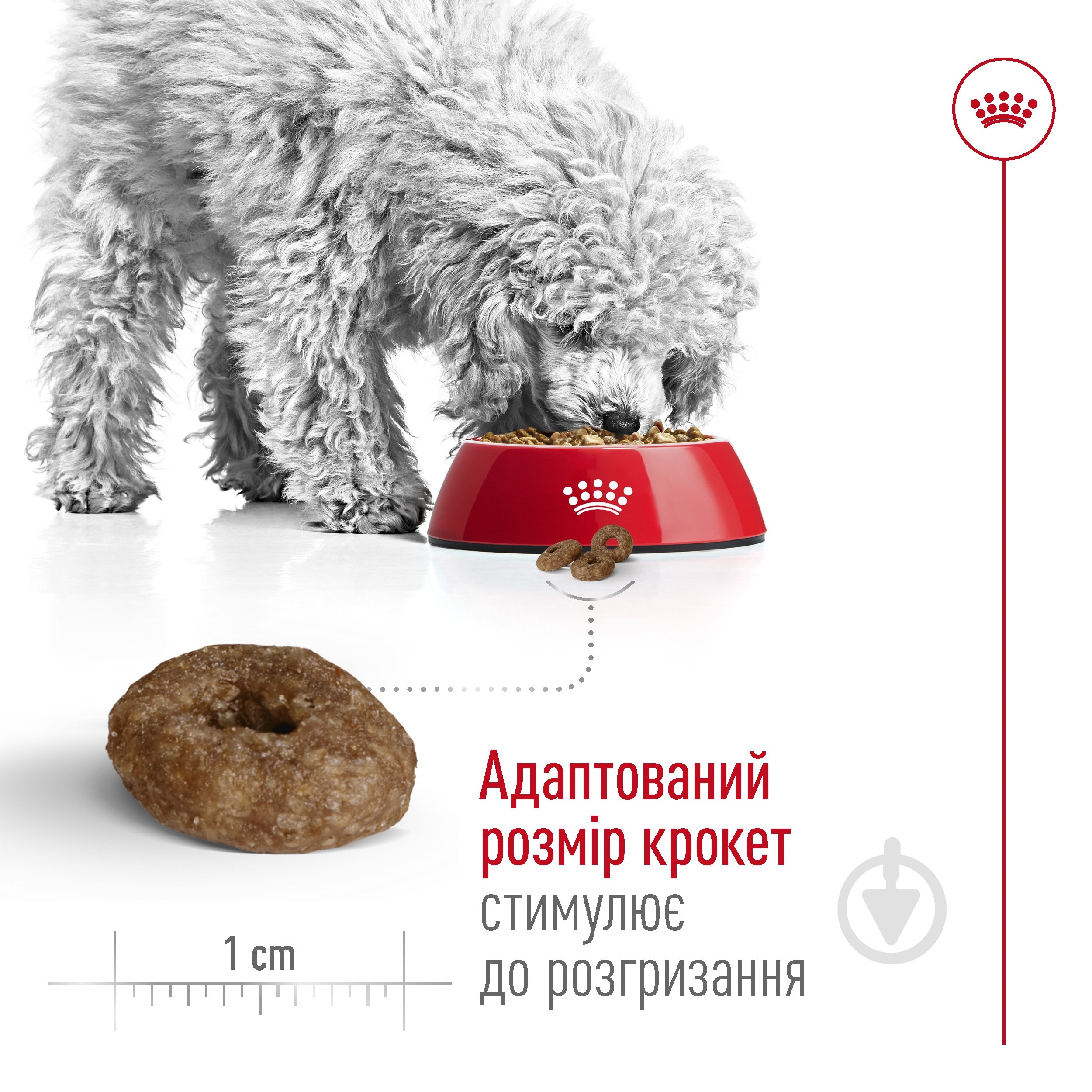 Корм сухой Royal Canin MINI AGEING 12+ 0,8 кг (домашняя птица) 800 г - фото 4