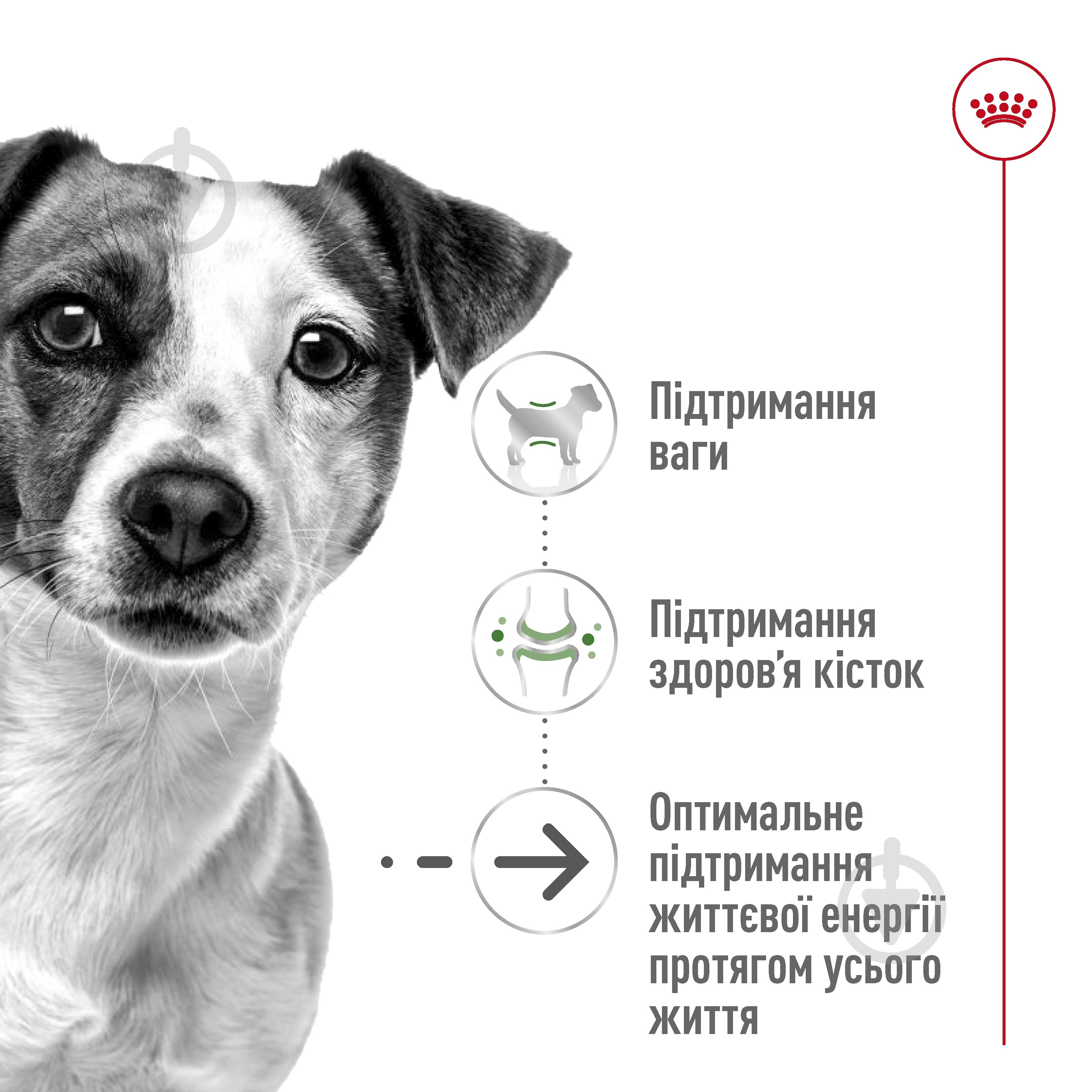 Корм сухой Royal Canin MINI AGEING 12+ 0,8 кг (домашняя птица) 800 г - фото 6