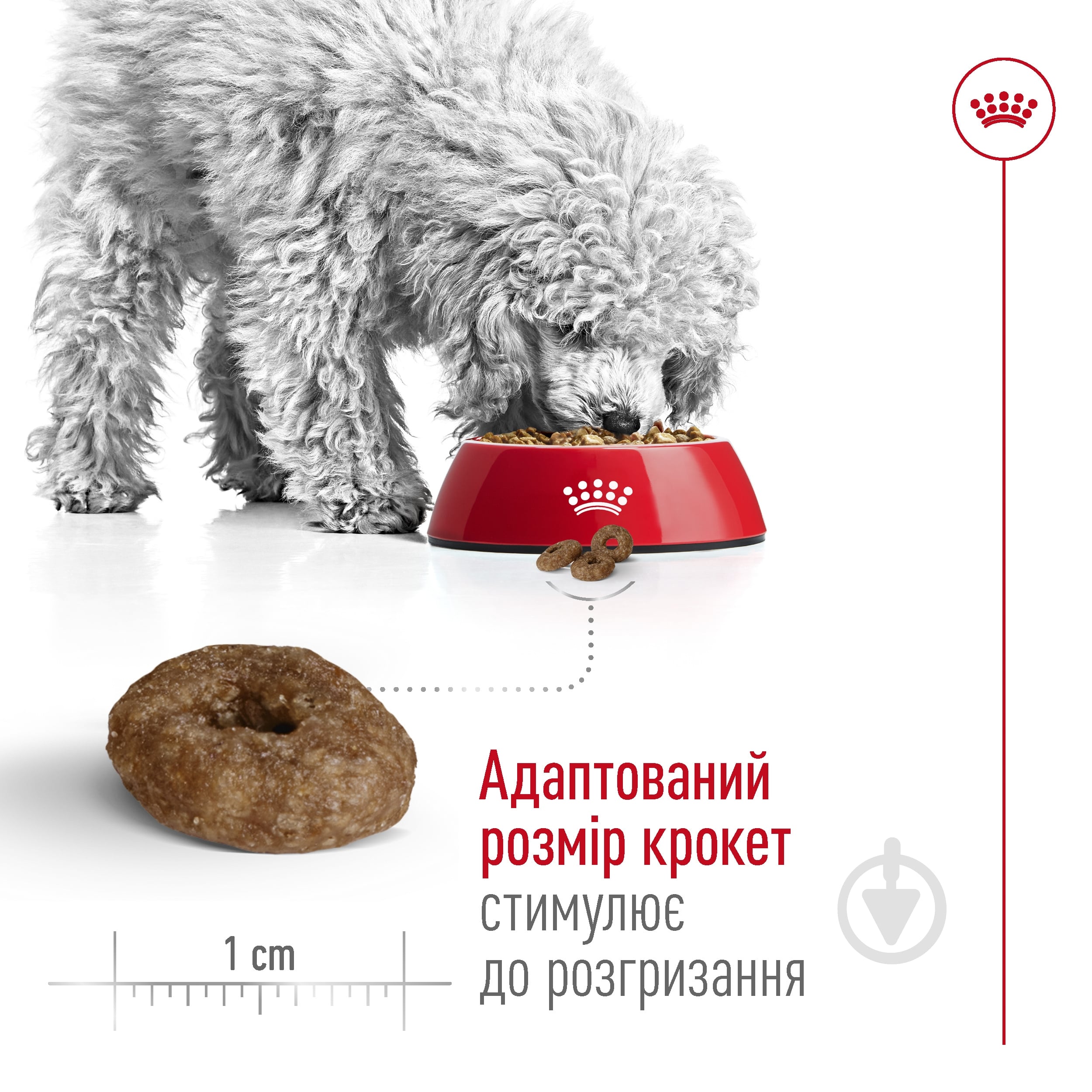 Корм сухой Royal Canin MINI AGEING 12+ 1,5 кг (домашняя птица) 1,5 кг - фото 4 Корм сухой Royal Canin MINI AGEING 12+ 1,5 кг (домашняя птица) 1,5 кг - фото 4