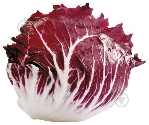 Салат свіжий радіччіо - фото 1 Салат свіжий радіччіо - фото 1