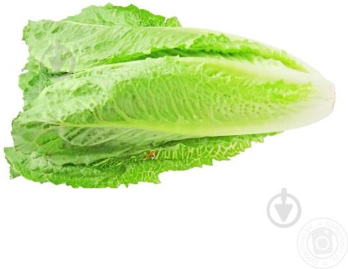 Салат свіжий ромен - фото 5 Салат свіжий ромен - фото 5