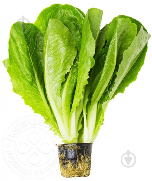 Салат свіжий ромен - фото 4 Салат свіжий ромен - фото 4