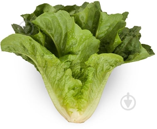 Салат свіжий ромен - фото 3 Салат свіжий ромен - фото 3