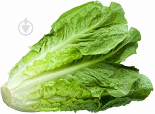 Салат свіжий ромен - фото 2 Салат свіжий ромен - фото 2