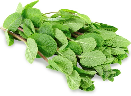 Мята свежая весовая - фото 5