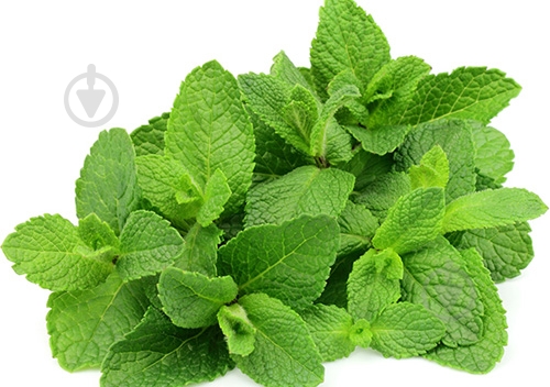 Мята свежая весовая - фото 4