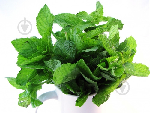 Мята свежая весовая - фото 3