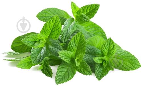 Мята свежая весовая - фото 2
