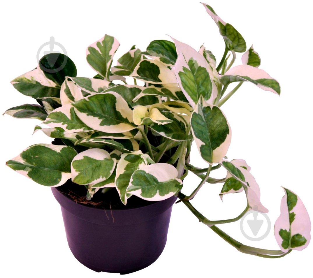 Растение Эпипремнум N'joy 12x15 см - фото 1