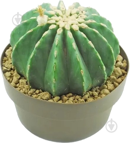 Кактус 12x20 Ferocactus glaucescens inermis - фото 1