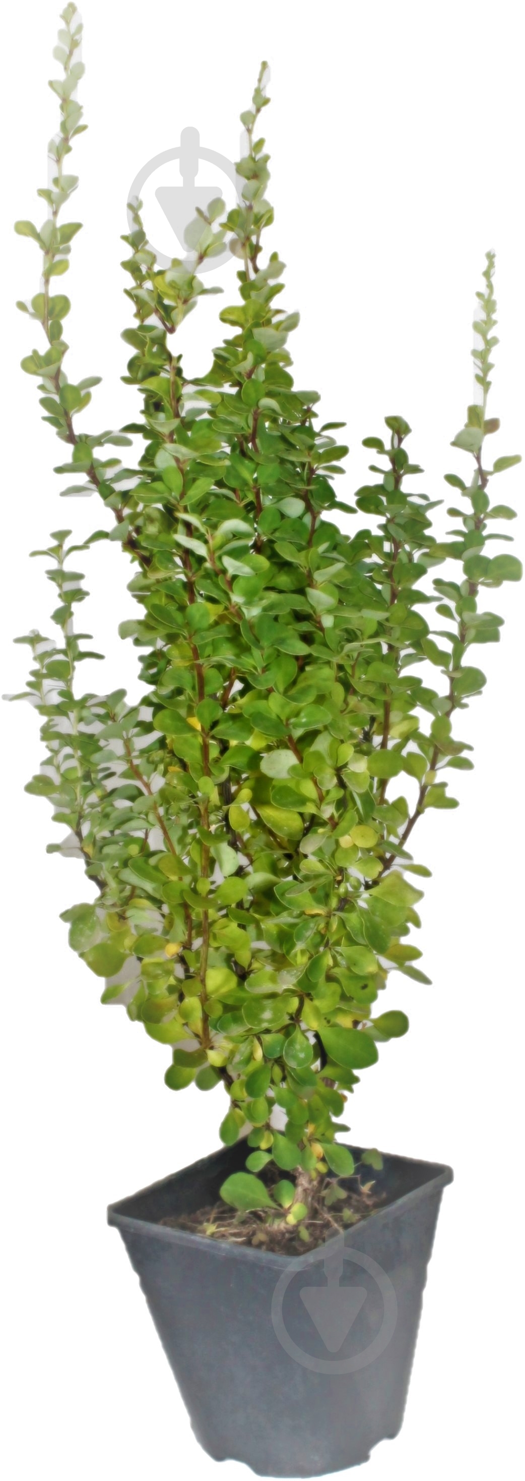 Саженец MegaPlant Барбарис Тунберга Erecta 30-50 см C2 - фото 1 Саженец MegaPlant Барбарис Тунберга Erecta 30-50 см C2 - фото 1