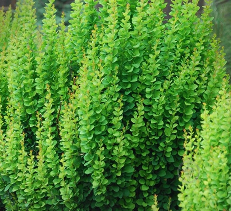 Саженец MegaPlant Барбарис Тунберга Erecta 30-50 см C2 - фото 2 Саженец MegaPlant Барбарис Тунберга Erecta 30-50 см C2 - фото 2