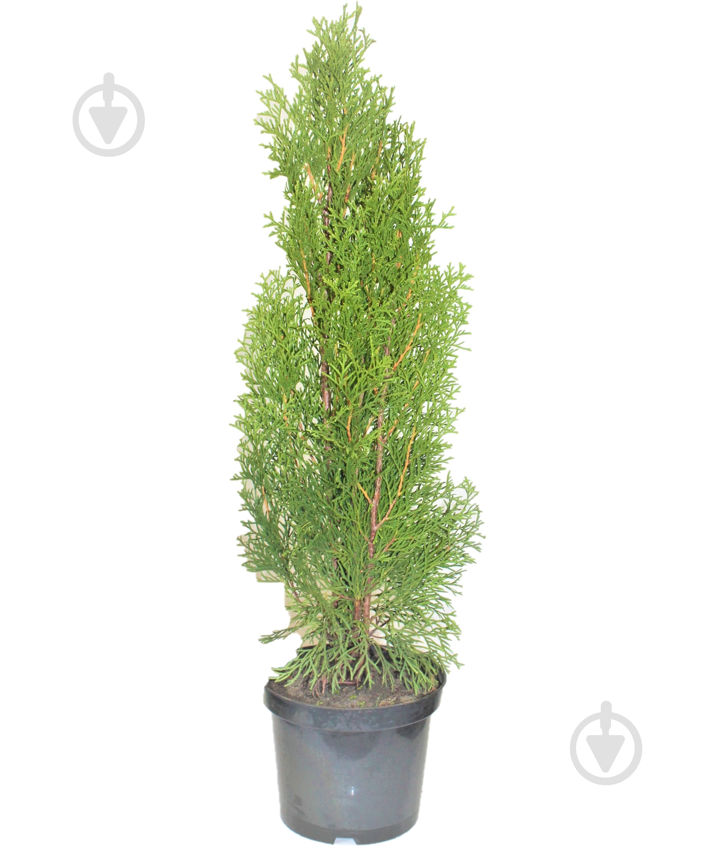 Саженец MegaPlant Туя западная Smaragd С3 - фото 1 Саженец MegaPlant Туя западная Smaragd С3 - фото 1