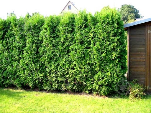 Саженец MegaPlant Туя западная Smaragd С3 - фото 2 Саженец MegaPlant Туя западная Smaragd С3 - фото 2