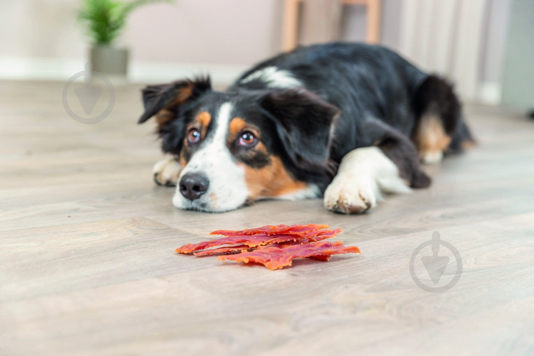 Ласощі Trixie Premio Ducky Stripes шматочки з качки 100 г - фото 5 Ласощі Trixie Premio Ducky Stripes шматочки з качки 100 г - фото 5