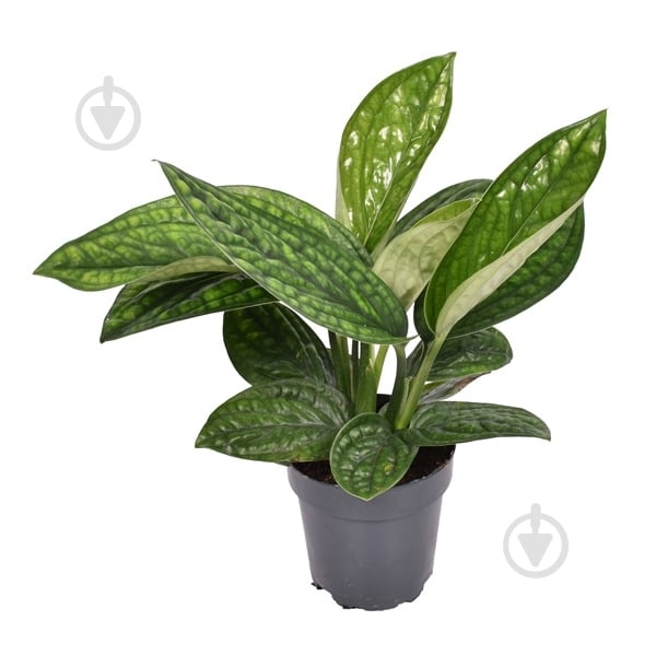 Растение Эпипремнум 12х15 Marble Planet - фото 1 Растение Эпипремнум 12х15 Marble Planet - фото 1