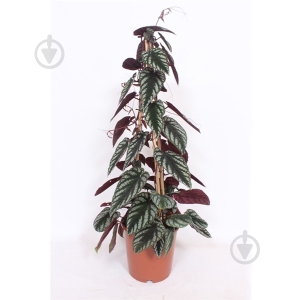 Растение Циссус 24*100 Discolor Piramid - фото 1