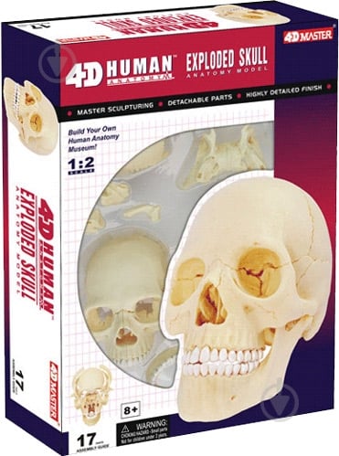 Объемная анатомическая модель 4D Master Череп человека 26086 - фото 1