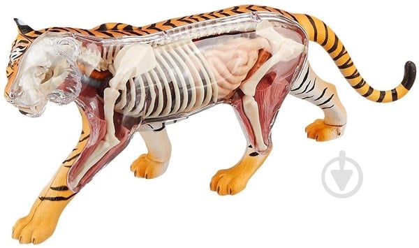 Объемная анатомическая модель 4D Master Тигр 26105 - фото 2