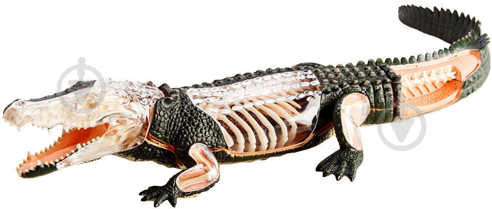 Объемная анатомическая модель 4D Master Крокодил 26114 - фото 2