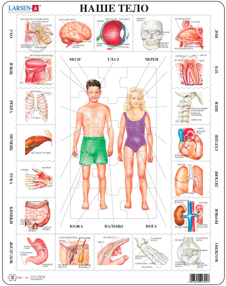 Пазл Larsen Наше тело макси-серия OB1 - фото 1