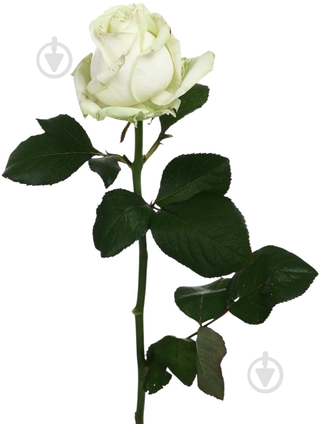 Роза Аваланч одноголовая классическая 70 см белый - фото 1 Роза Аваланч одноголовая классическая 70 см белый - фото 1