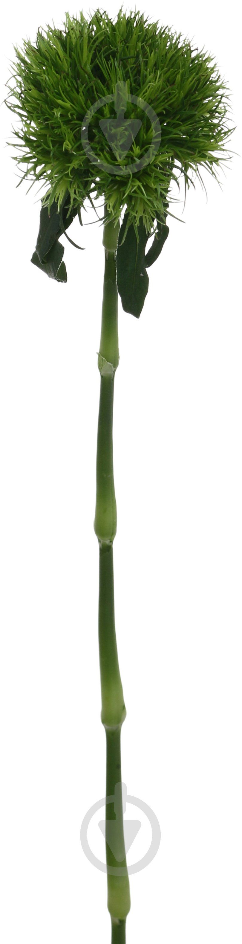 Диантус Barbatus Kiwi Mellow Cool одноголовая зеленый (Нидерланды) - фото 1 Диантус Barbatus Kiwi Mellow Cool одноголовая зеленый (Нидерланды) - фото 1