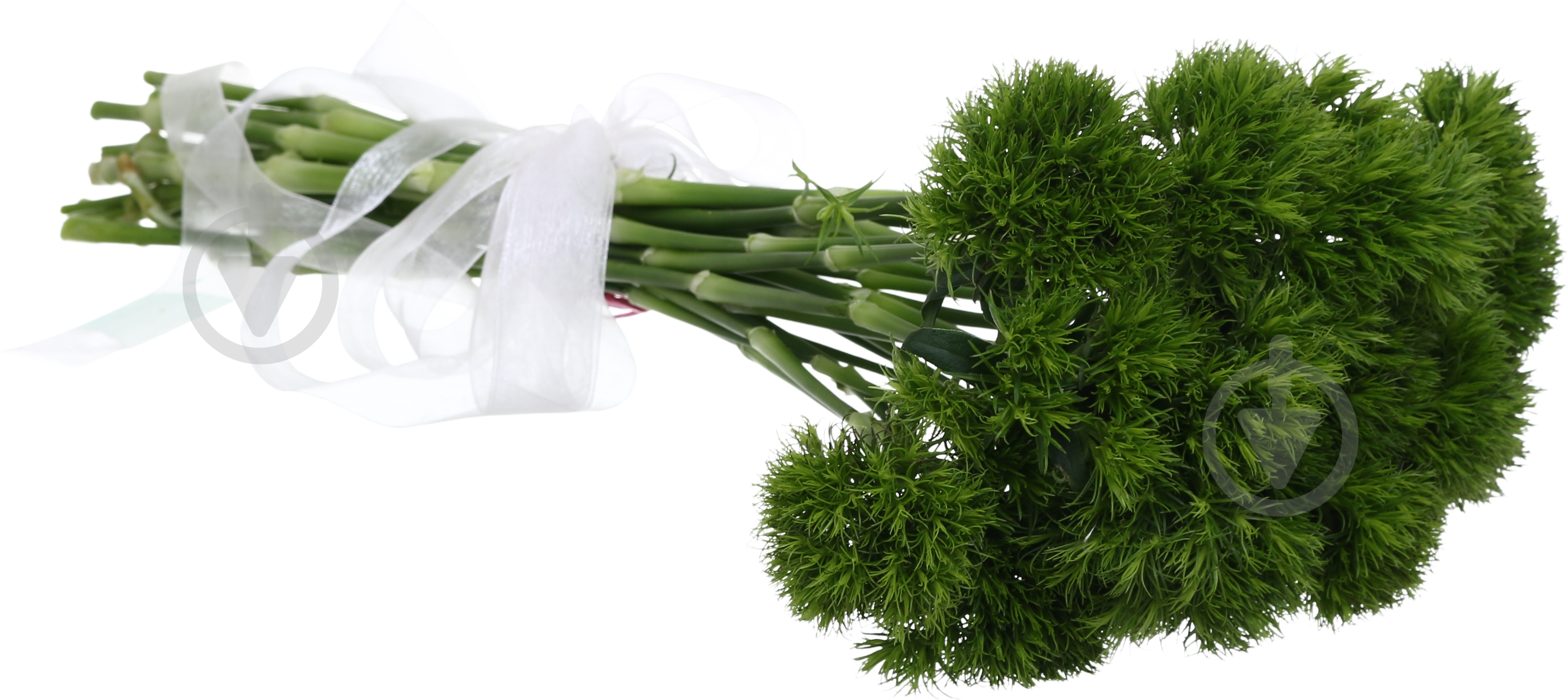 Диантус Barbatus Kiwi Mellow Cool одноголовая зеленый (Нидерланды) - фото 2 Диантус Barbatus Kiwi Mellow Cool одноголовая зеленый (Нидерланды) - фото 2