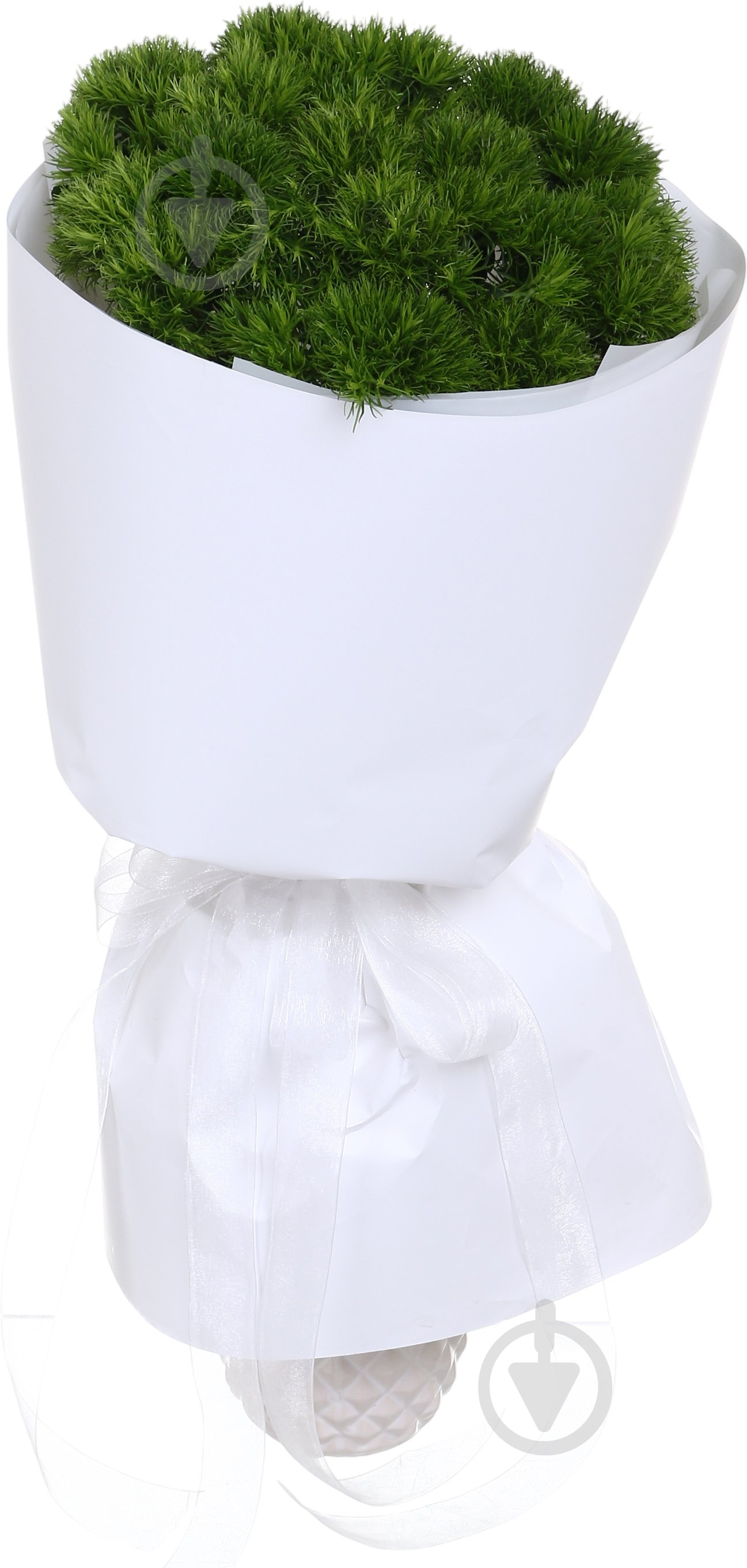 Диантус Barbatus Kiwi Mellow Cool одноголовая зеленый (Нидерланды) - фото 3 Диантус Barbatus Kiwi Mellow Cool одноголовая зеленый (Нидерланды) - фото 3