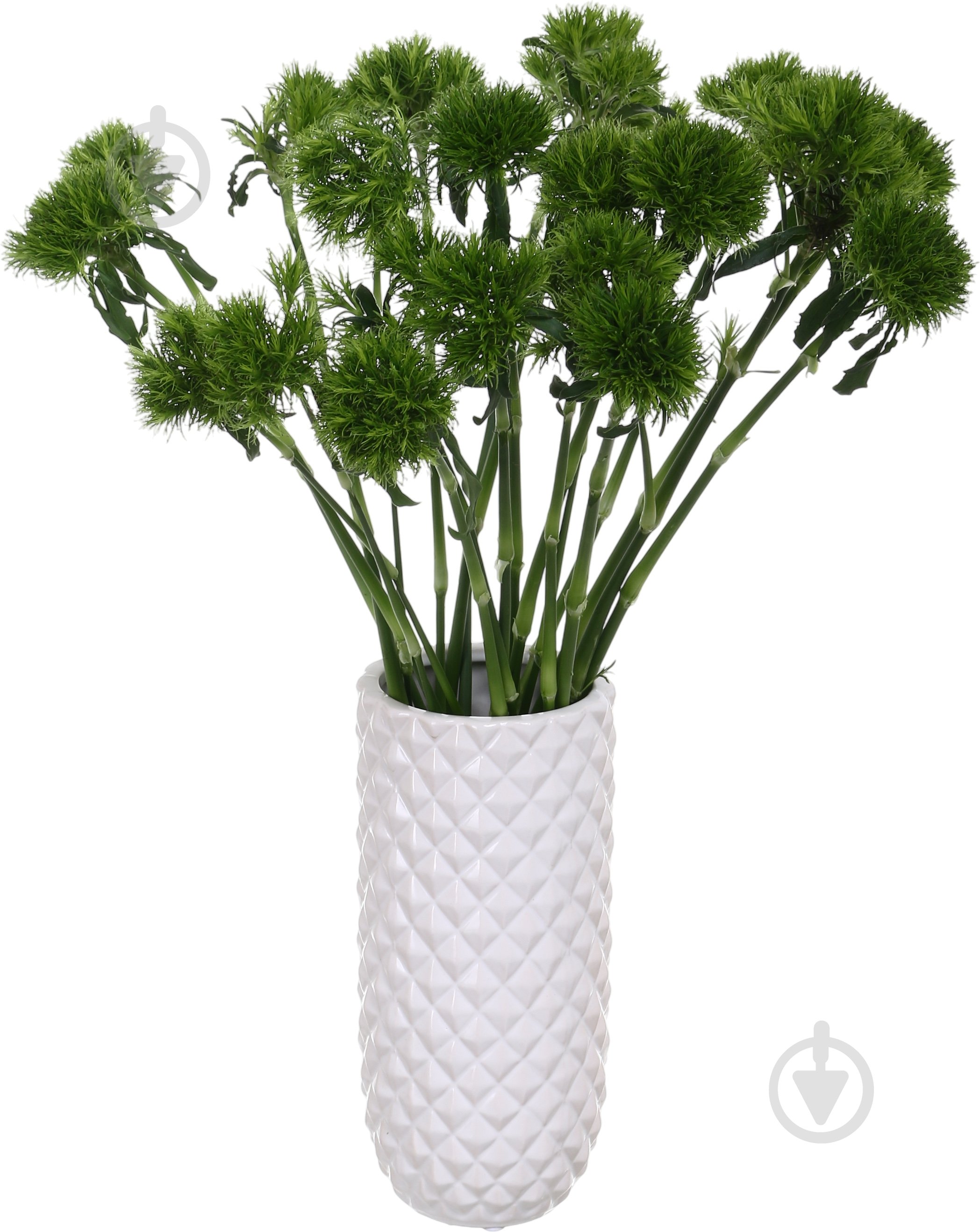 Диантус Barbatus Kiwi Mellow Cool одноголовая зеленый (Нидерланды) - фото 4 Диантус Barbatus Kiwi Mellow Cool одноголовая зеленый (Нидерланды) - фото 4