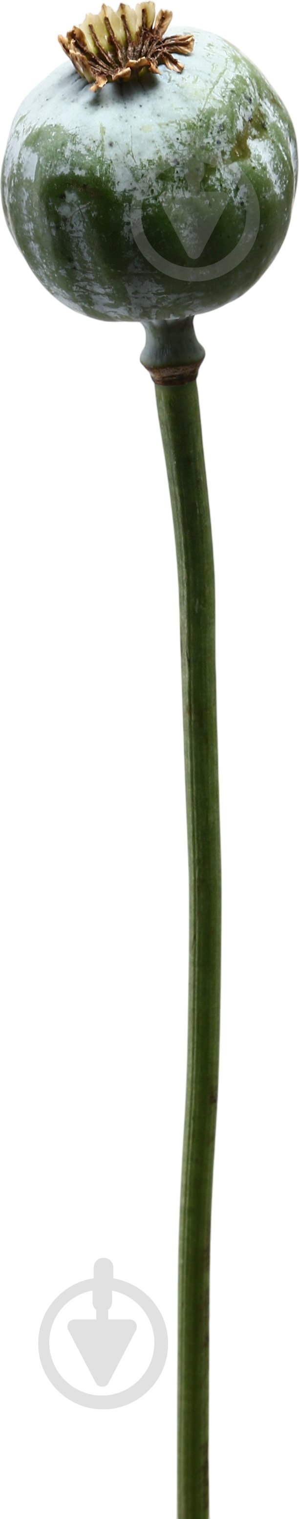 Папавер зеленый (Нидерланды) - фото 1