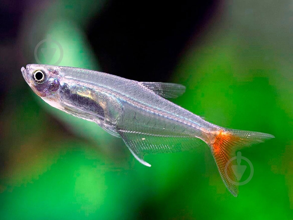 Рыбка Тетра скляна 2,5 см - фото 1