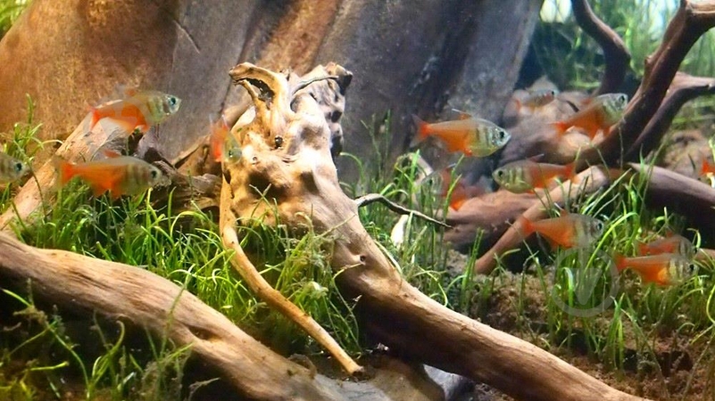 Рыбка Тетра-фон-рио 2,5 см - фото 5