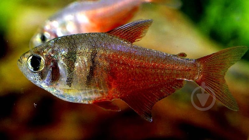 Рыбка Тетра-фон-рио 2,5 см - фото 1