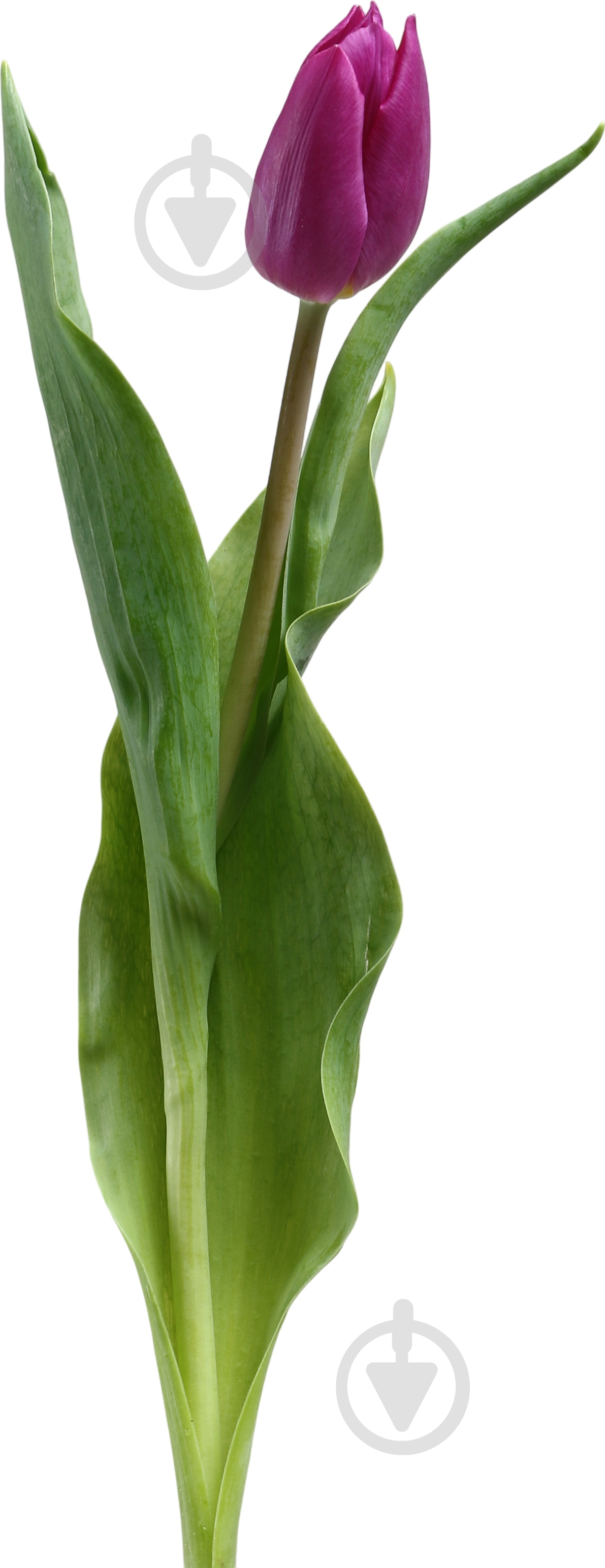 Тюльпан Purple Prince класична фіолетовий (Нідерланди) - фото 1