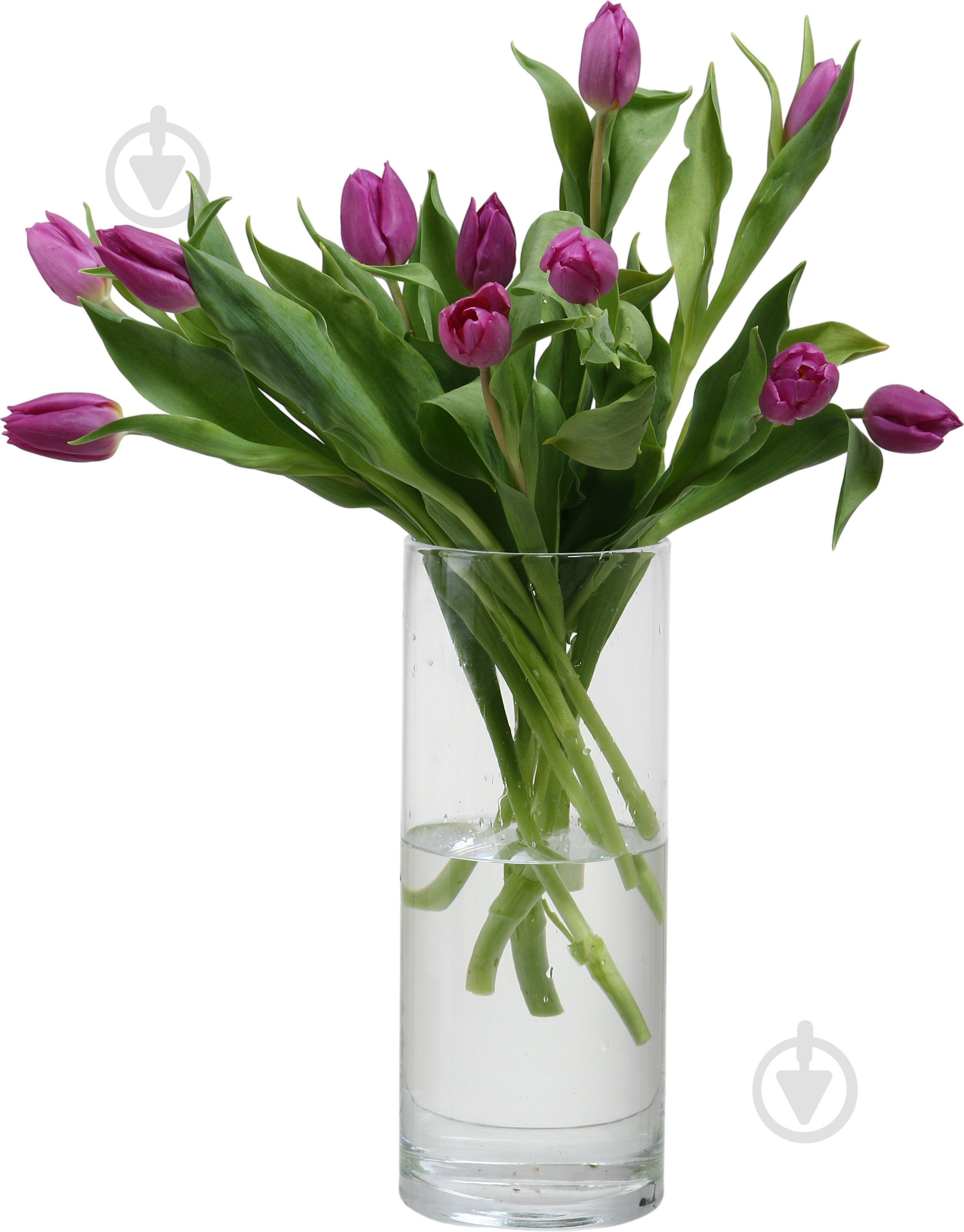 Тюльпан Purple Prince класична фіолетовий (Нідерланди) - фото 2