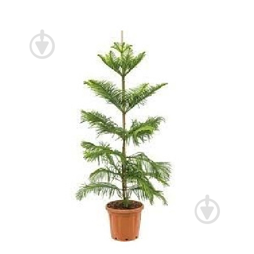 Растение Араукария 30х195 - фото 1 Растение Араукария 30х195 - фото 1