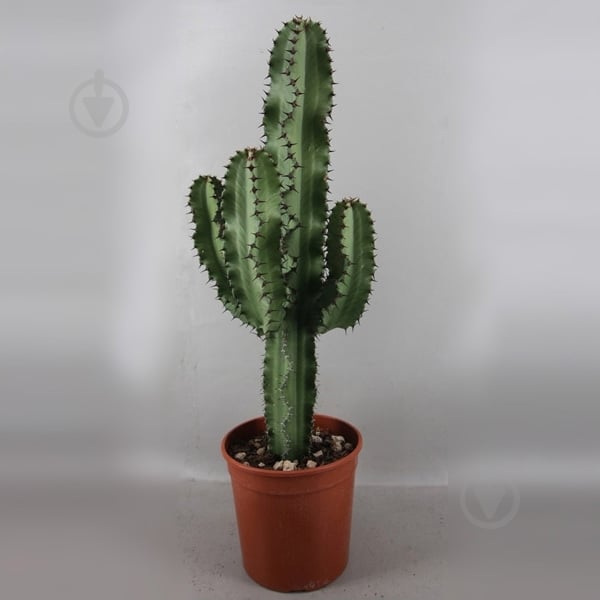 Растение Эуфорбия 19х90 Ingens - фото 1