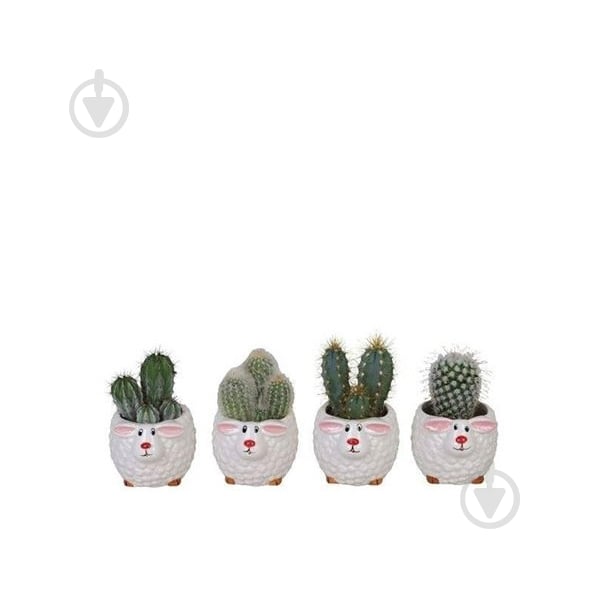 Рослина Кактус 06х10 мікс в керамічному кашпо Овечки - фото 1