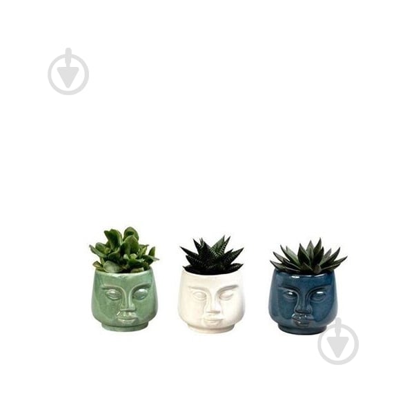 Рослина Сукуленти 06х15 мікс в керамічному кашпо Обличчя - фото 1