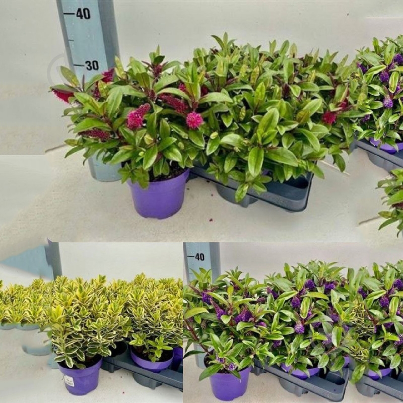 Растение Хебе 15х30 микс - фото 1 Растение Хебе 15х30 микс - фото 1